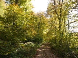 Herbstwald 