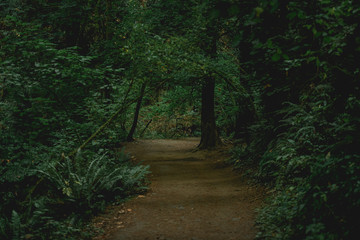 Dirt trail path through dark green forest setting 