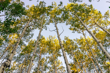 Aspen forest trees low angle view in morning sunlight in summer on Snowmass Lake hike trail in Colorado in wilderness park mountains