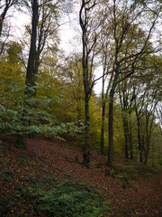 Herbstwald 