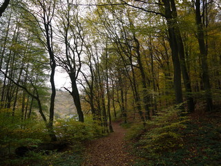 Herbstwald 