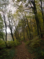 Herbstwald 