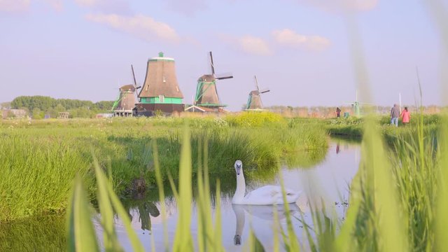Swan at Windmills in Netherlands