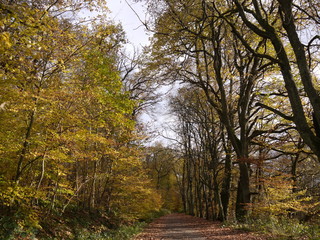 Herbstwald 