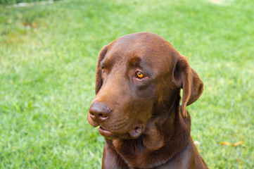 Labrador Mascota