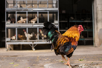 rooster on a slaughterhouse