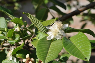 Jambo Flower