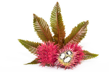 Castor oil seeds on white background