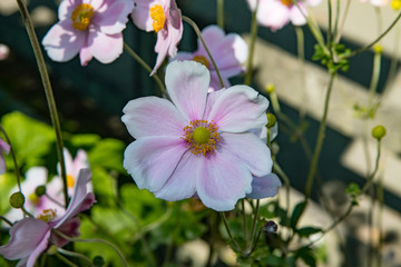 Pale pink anemone flower in Cornwall