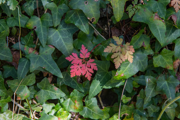Single red leaf amongst green ivy