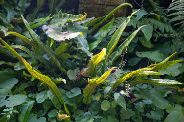 Hart's Tongue Fern illuminated by sunlight
