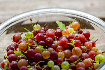 Red and green gooseberries. Close up view of the organic gooseberry