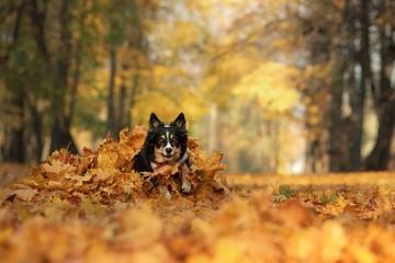 Border Collie dog plays in the autumn in the park with leaves. Walking with a pet in nature