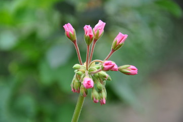 Obraz premium Enchanting Flowers