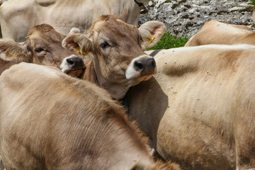 Cows in swiss mountains
