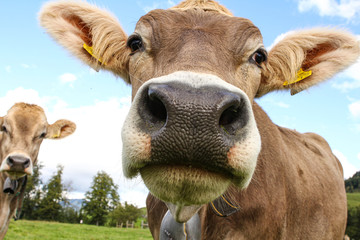 Cows in swiss mountains