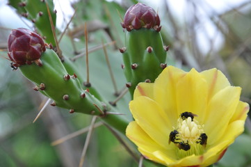 Cactus Flower