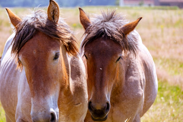 Two Belgian draft horses lovingly standing head-to-head in a pasture on a warm Spring day.