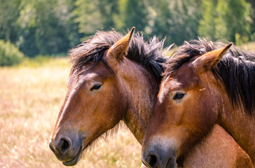 Fototapeta premium Two Belgian draft horses lovingly standing head-to-head in a pasture on a warm Spring day.