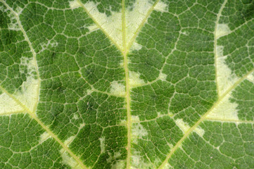 Background from natural green leaves from a pumpkin bush