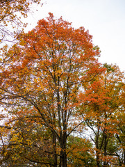 Naklejka premium trees with full fall color foliage in autumn