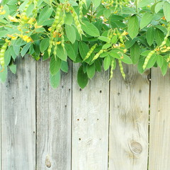 pigeon pea or tuvar beans vegetable on plant with flower in wooden background