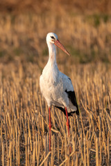 White stork (Ciconia ciconia)