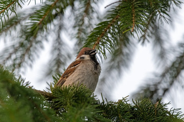 Naklejka premium The house sparrow (Passer domesticus)