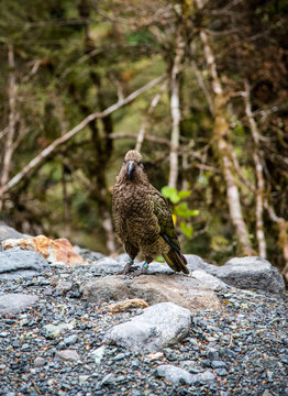Kea bird sitting on a rock