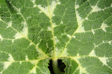 Background from natural green leaves from a pumpkin bush
