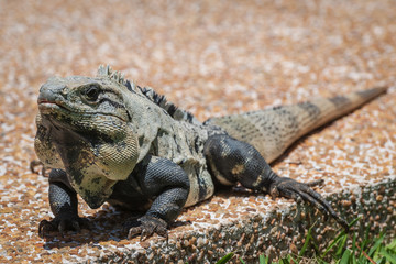 iguana in Cancun 