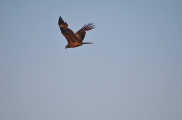An eagle is flying through a blue sky. He is coloured in different shades of brown. His wing tip feathers are outstretched.