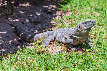 iguana in Cancun 