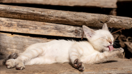 A cute, contented kitten licks its paws, lying on the steps of the old wooden porch, in the villag.