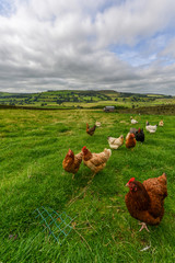 Free range chickens in a field [5]