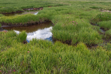 Close up of tall grass around a meandering stream at Mount Evans in Colorado