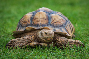 turtle on green grass