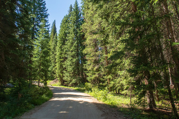 Fototapeta na wymiar Landscape of dirt road in a forest near Winter Park, Colorado