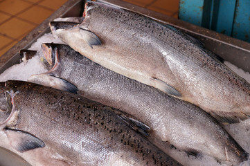 Fish market. Fresh, wild salmon (king salmon) awaiting buyers on ice.