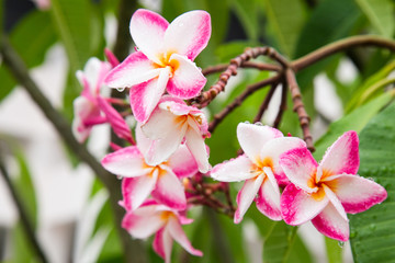 Plumeria with leaves nature background