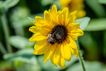 isolated sunflowers in the garden, close-up