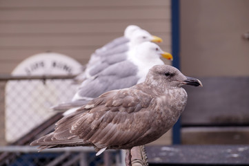 Gulls in Seattle. Birds are waiting on the waterfront for the opportunity to eat leftovers from the restaurant.