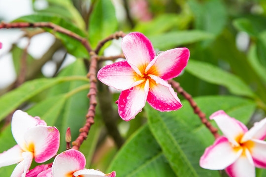 Plumeria with leaves nature background