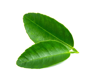 Fototapeta na wymiar lemon leaf isolated on white