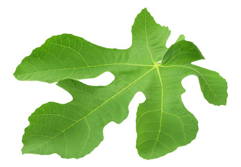 fig leaf isolated on a white background