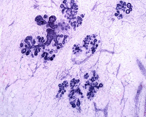 Human breast gland. Secretory units