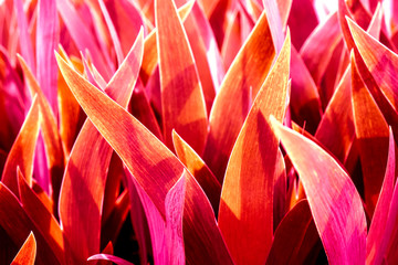 red light on long big leaves