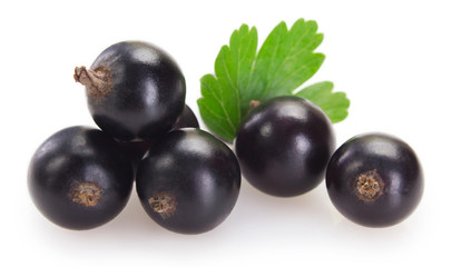 Black currant on white background