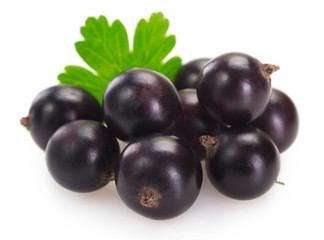 Black currant on white background