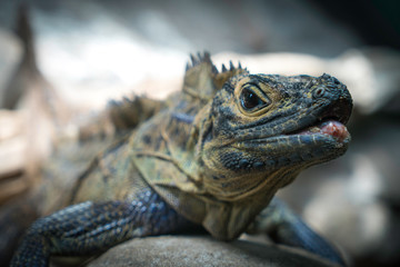 Lizard in Sydney Zoo Australia